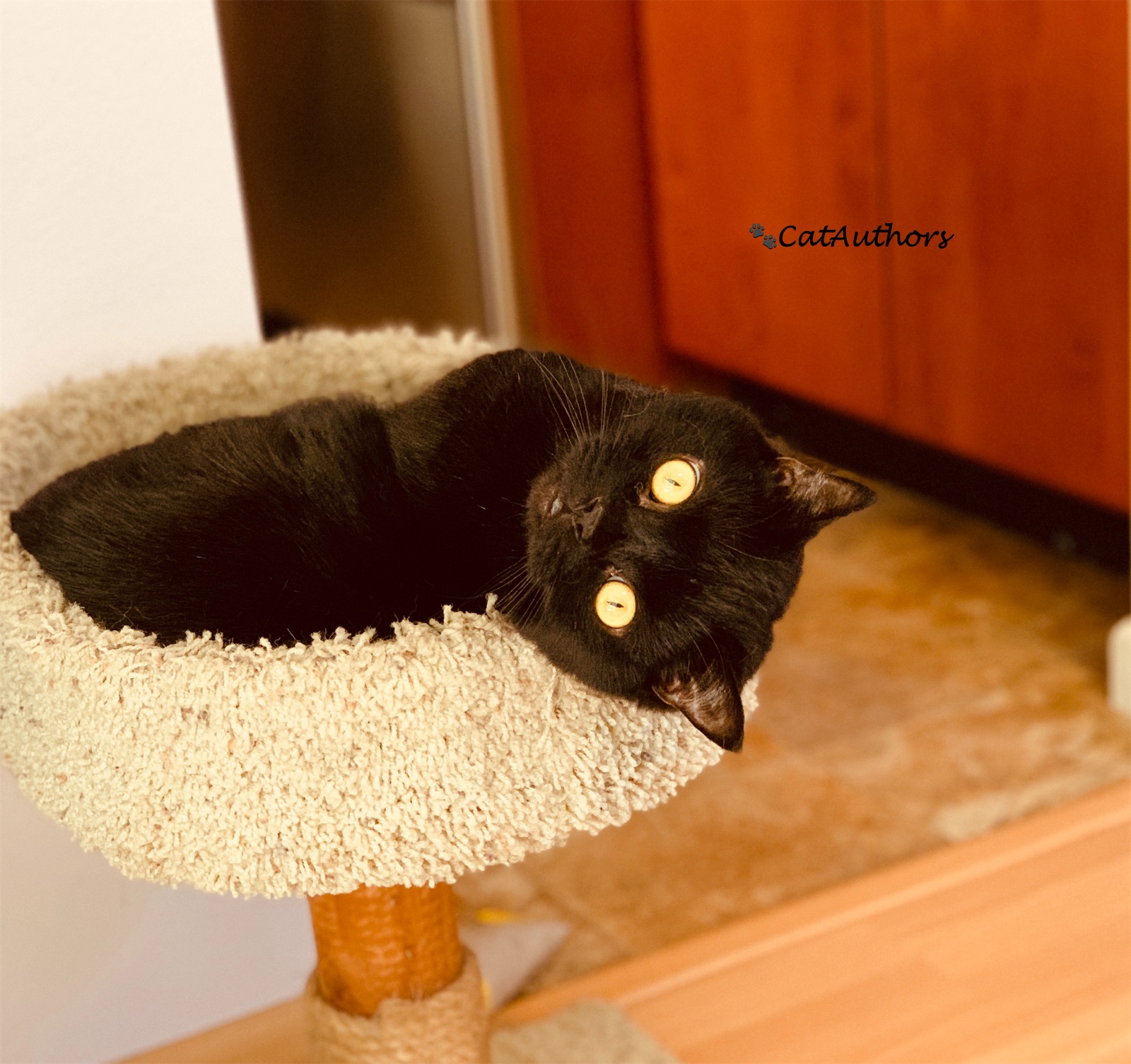 UPSIDE DOWN | Cat Authors